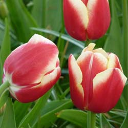 Tulip Triumph 'Leen van der Mark'